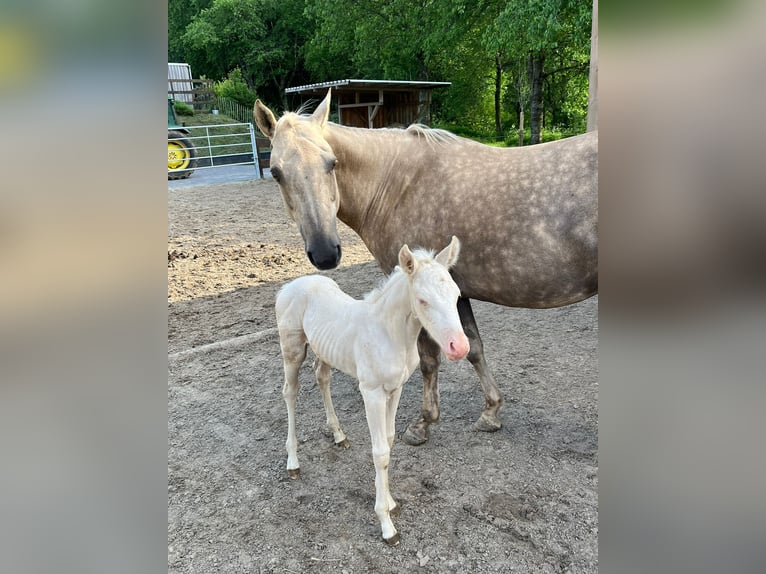 American Quarter Horse Merrie veulen (05/2024) Cremello in Mehren