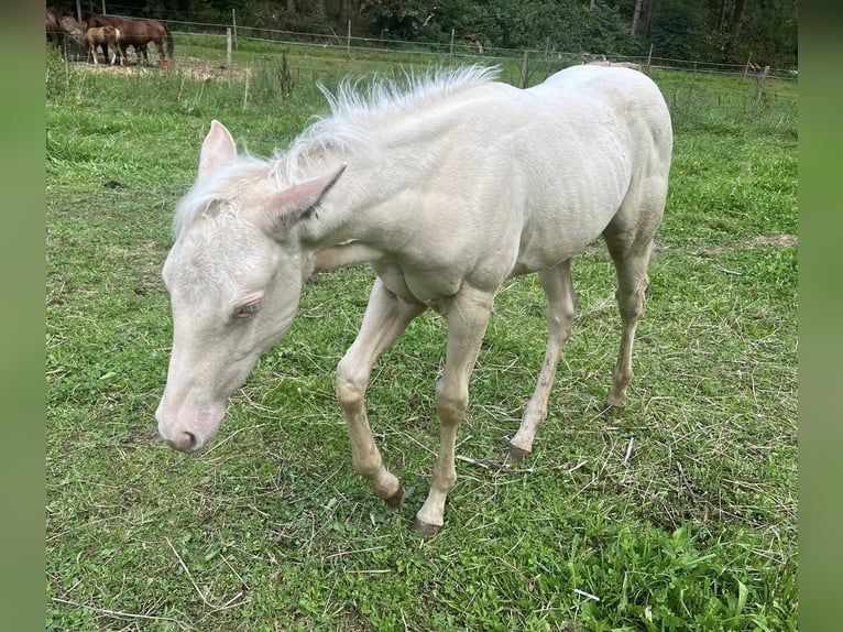 American Quarter Horse Merrie veulen (05/2024) Cremello in Mehren