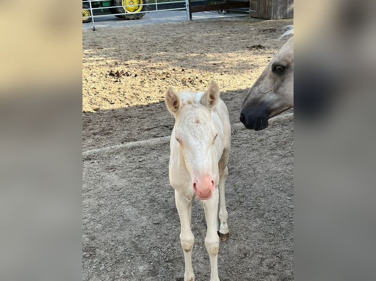 American Quarter Horse Merrie veulen (05/2024) Cremello in Mehren