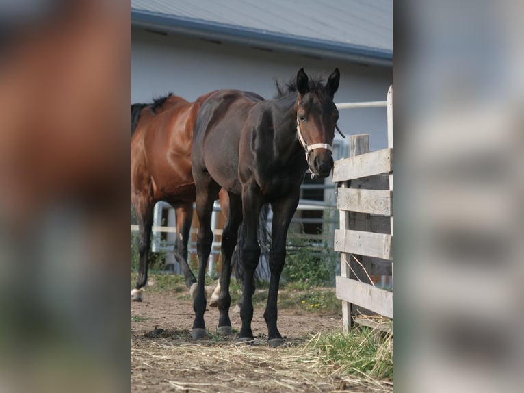 American Quarter Horse Merrie veulen (04/2024) Donkerbruin in Kemnath