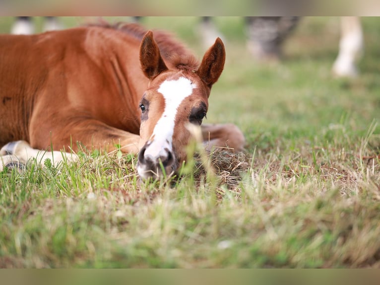 American Quarter Horse Merrie Veulen (05/2026) Donkere-vos in KierspeKierspe