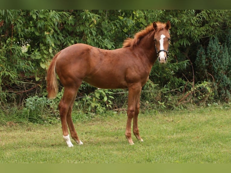 American Quarter Horse Merrie Veulen (05/2026) Donkere-vos in Taufkirchen (Vils)