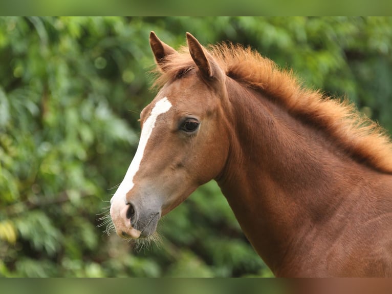 American Quarter Horse Merrie Veulen (05/2026) Donkere-vos in Taufkirchen (Vils)