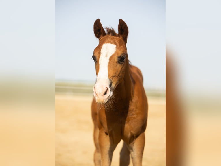 American Quarter Horse Merrie Veulen (01/2026) Donkere-vos in Tollebeek