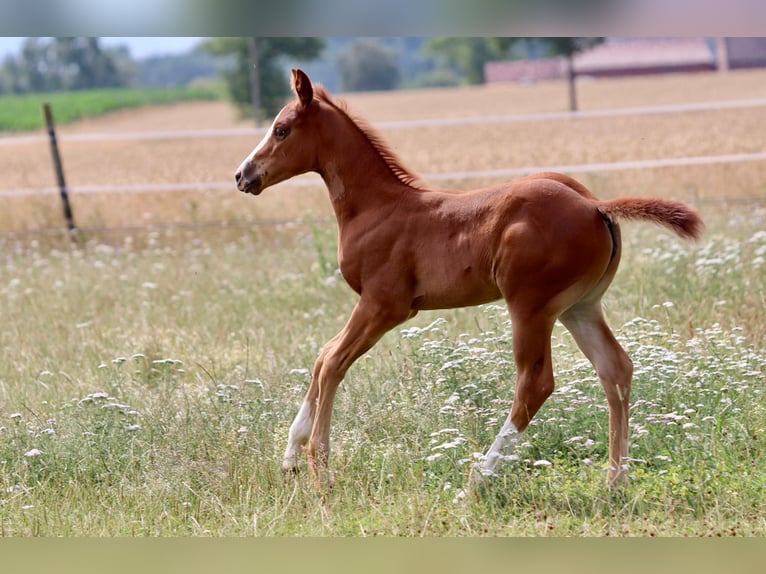 American Quarter Horse Merrie Veulen (06/2025) Donkere-vos in Wadersloh