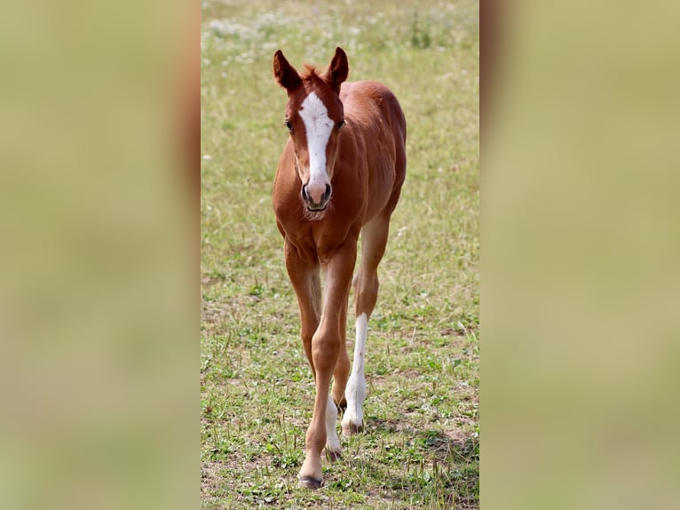 American Quarter Horse Merrie Veulen (06/2025) Donkere-vos in Wadersloh