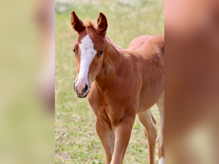 American Quarter Horse Merrie Veulen (06/2025) Donkere-vos in Wadersloh