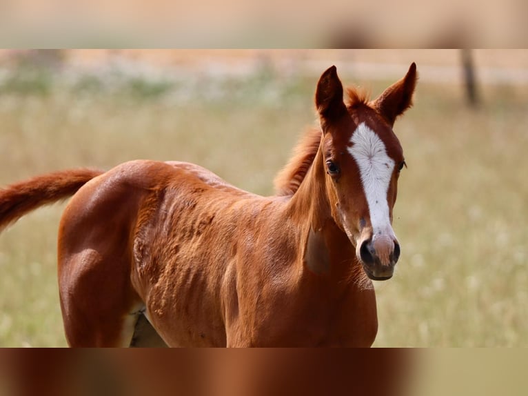 American Quarter Horse Merrie Veulen (06/2025) Donkere-vos in Wadersloh