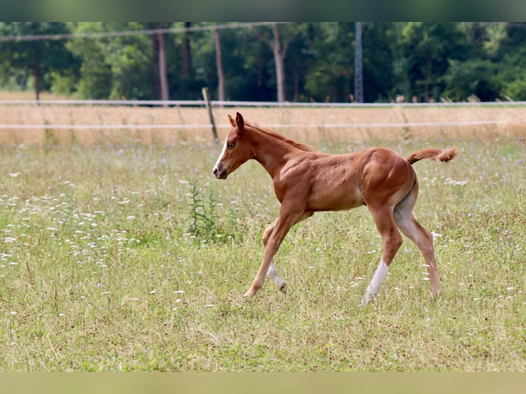 American Quarter Horse Merrie Veulen (06/2025) Donkere-vos in Wadersloh