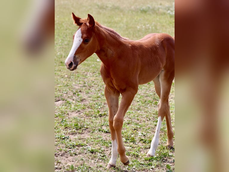 American Quarter Horse Merrie Veulen (06/2025) Donkere-vos in Wadersloh