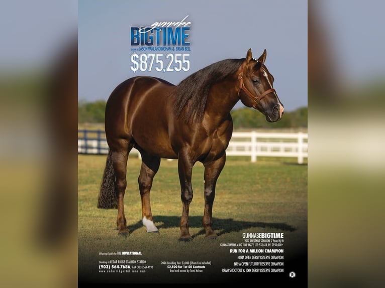 American Quarter Horse Merrie Veulen (03/2026) Donkere-vos in Liskeard