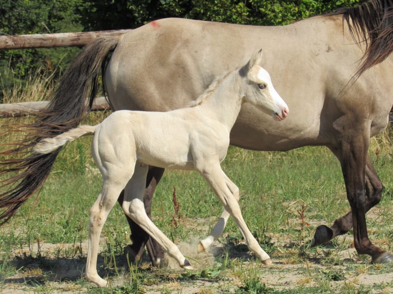 American Quarter Horse Merrie Veulen (06/2026) Dunalino in Ferrieres sur sichon