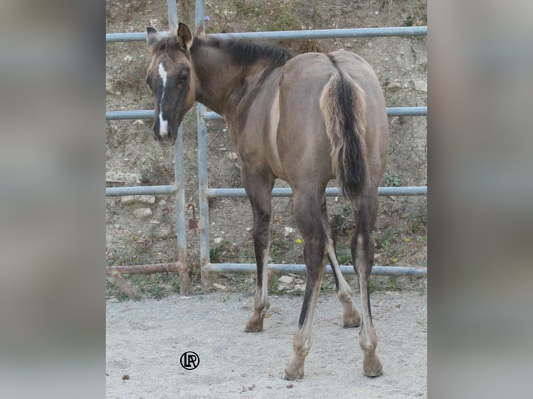 American Quarter Horse Merrie Veulen (04/2026) Grullo in Varsi (PR)
