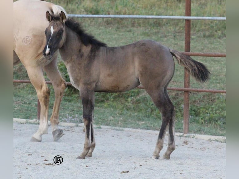 American Quarter Horse Merrie Veulen (04/2026) Grullo in Varsi (PR)