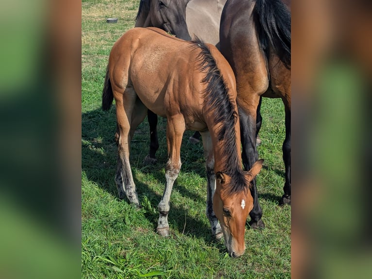 American Quarter Horse Merrie Veulen (05/2026) Lichtbruin in ESTEIL