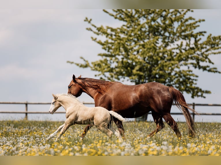 American Quarter Horse Merrie Veulen (04/2026) Palomino in Deining