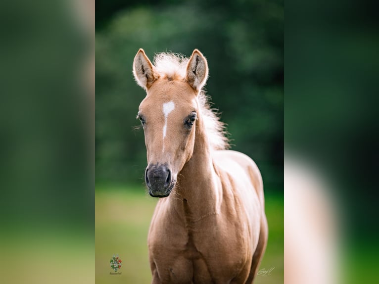 American Quarter Horse Merrie Veulen (06/2026) Palomino in Kirchberg am Wechsel