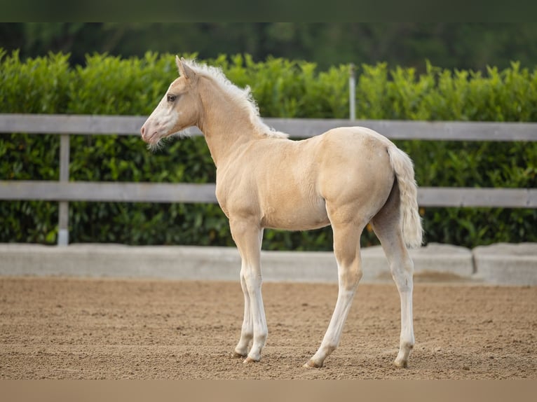 American Quarter Horse Merrie Veulen (01/2026) Palomino in Tollebeek