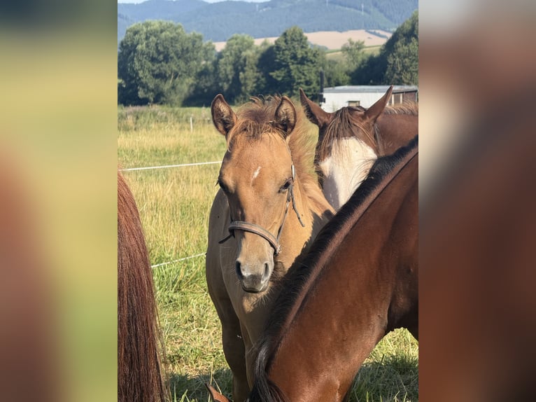 American Quarter Horse Merrie Veulen (04/2026) Red Dun in Slovakia