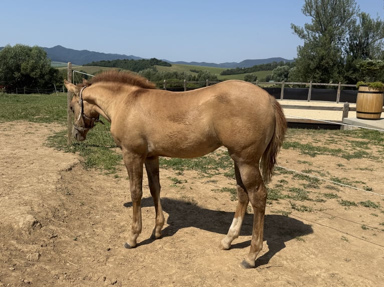 American Quarter Horse Merrie Veulen (04/2026) Red Dun in Slovakia