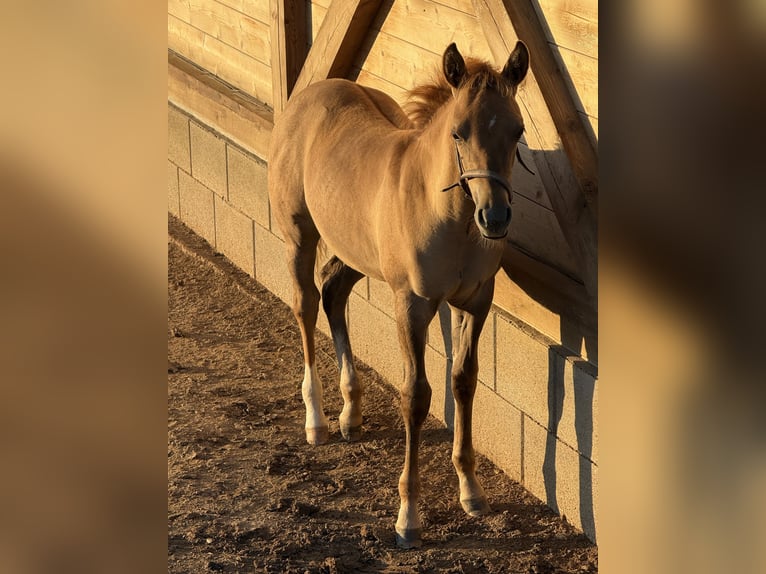 American Quarter Horse Merrie Veulen (04/2026) Red Dun in Slovakia
