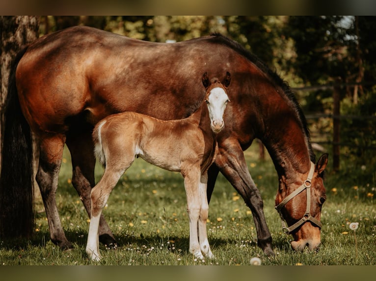 American Quarter Horse Merrie Veulen (04/2026)  in Bedburg-Hau