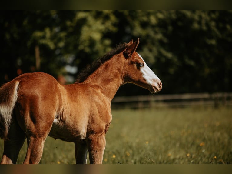 American Quarter Horse Merrie Veulen (04/2026)  in Bedburg-Hau