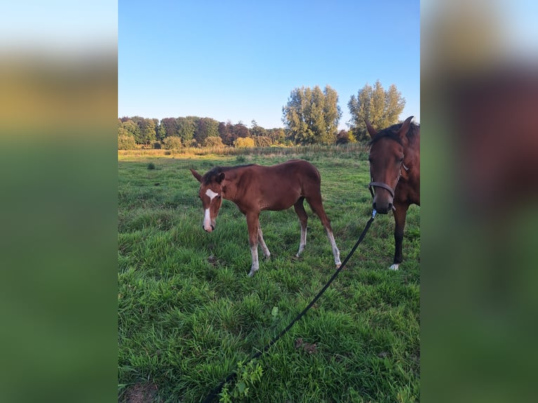 American Quarter Horse Merrie Veulen (04/2025) in Huizen