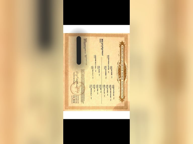 American Quarter Horse Merrie Veulen (04/2025) in Huizen