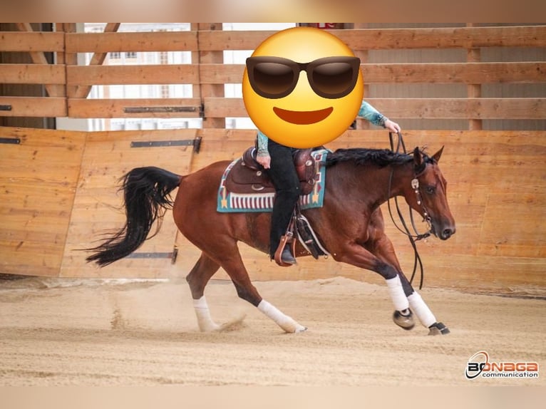 American Quarter Horse Merrie Veulen (04/2025) in Huizen