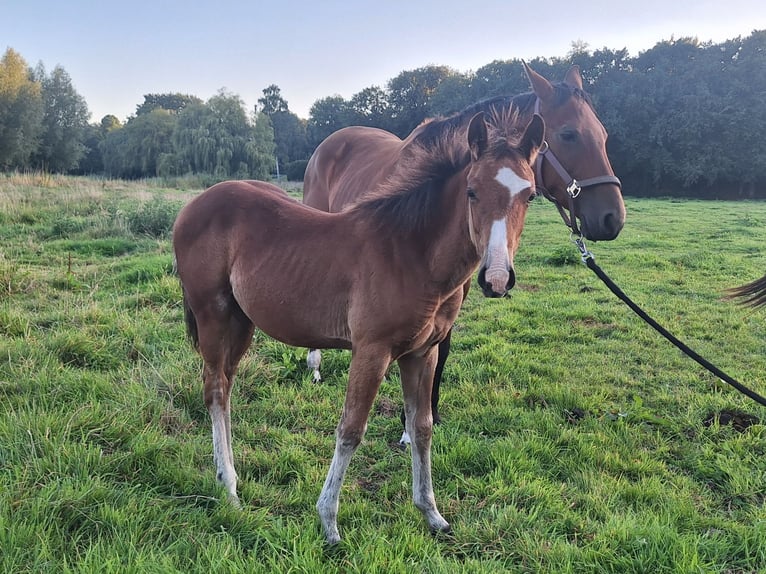 American Quarter Horse Merrie Veulen (04/2025) in Huizen