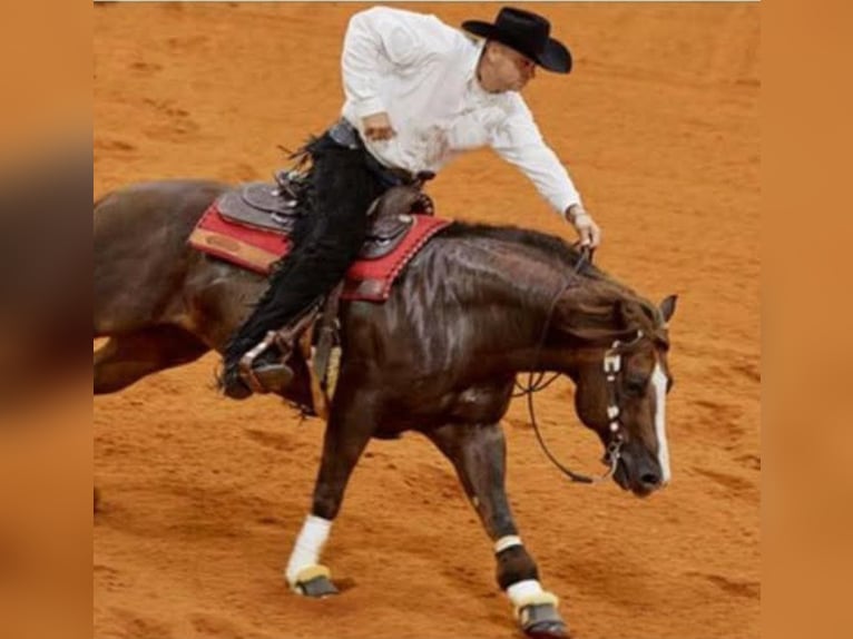 American Quarter Horse Merrie Veulen (04/2025) in Huizen