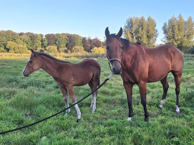 American Quarter Horse Merrie Veulen (04/2025) in Huizen