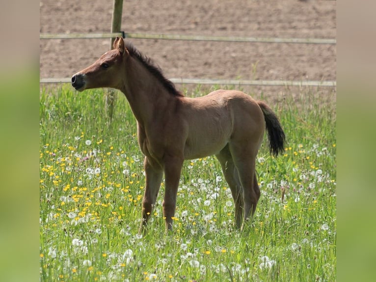 American Quarter Horse Merrie veulen (04/2024) in Waldshut-Tiengen