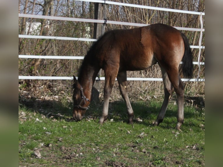American Quarter Horse Merrie veulen (01/2024) Roan-Bay in Pöttsching