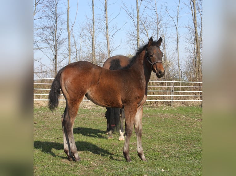 American Quarter Horse Merrie veulen (01/2024) Roan-Bay in Pöttsching