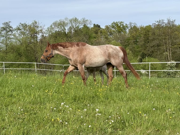 American Quarter Horse Merrie Veulen (04/2026) Roan-Red in Ascha