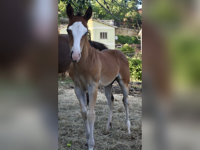 American Quarter Horse Merrie veulen (08/2024) Roodbruin in Spoleto