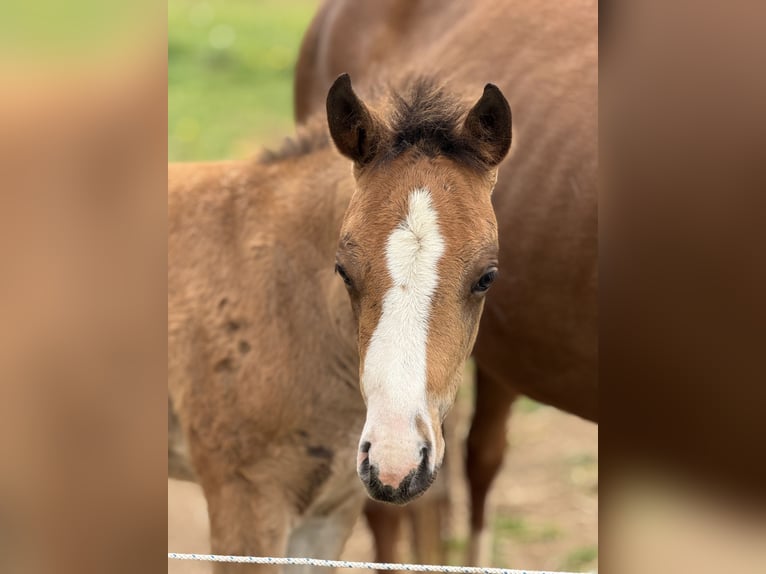 American Quarter Horse Merrie  Roodbruin in Žilina