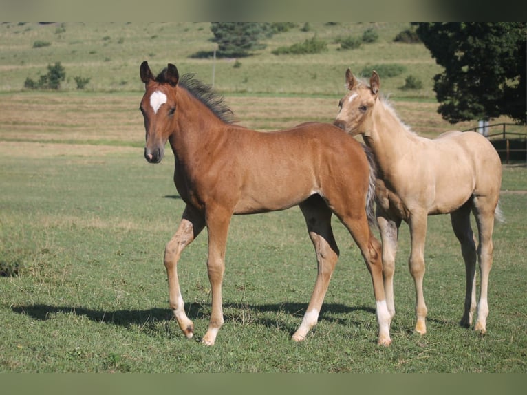 American Quarter Horse Merrie veulen (04/2024) Roodbruin in Haigerloch