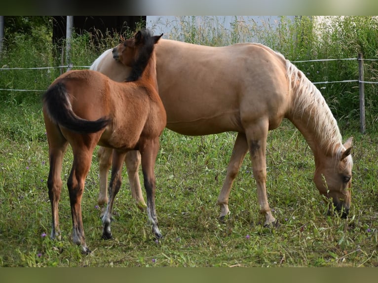 American Quarter Horse Merrie Veulen (01/2025) Roodbruin in Lesi&#x10D;no