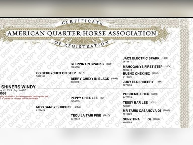American Quarter Horse Merrie Veulen (01/2025) Roodbruin in Lesi&#x10D;no