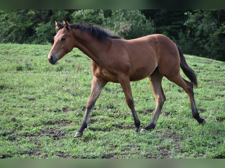 American Quarter Horse Merrie Veulen (01/2025) Roodbruin in Lesi&#x10D;no