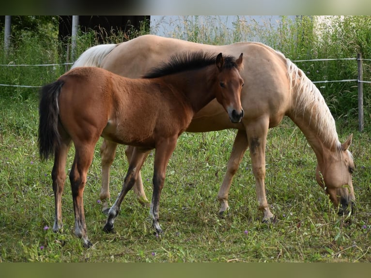 American Quarter Horse Merrie Veulen (01/2025) Roodbruin in Lesi&#x10D;no