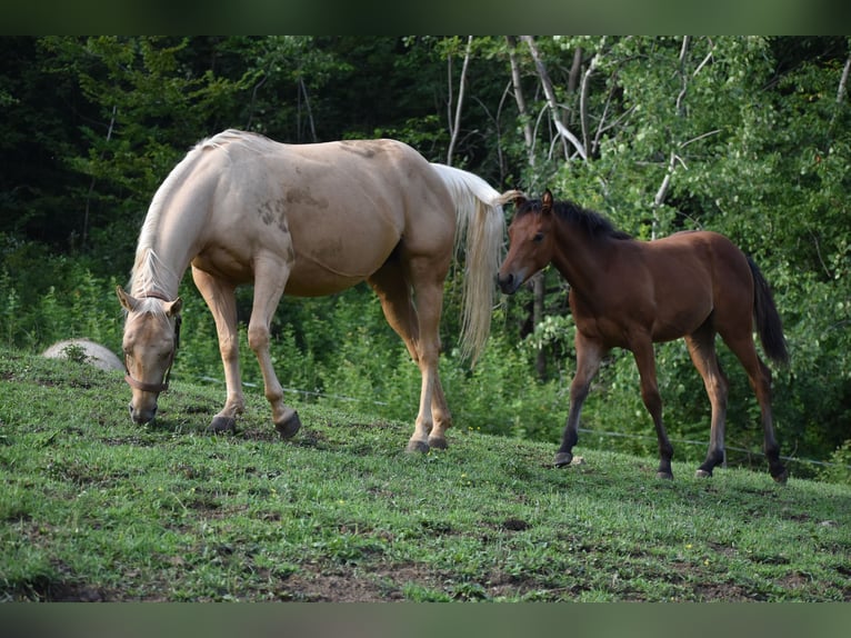 American Quarter Horse Merrie Veulen (01/2025) Roodbruin in Lesi&#x10D;no
