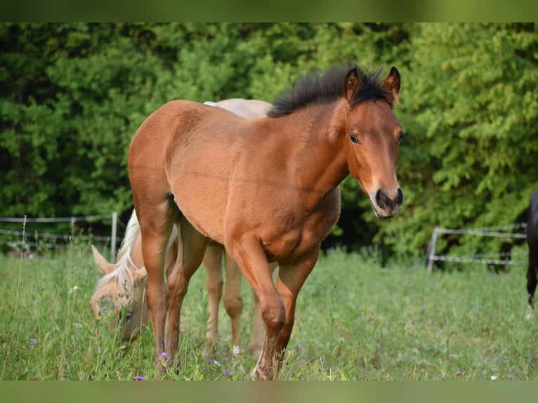American Quarter Horse Merrie Veulen (01/2025) Roodbruin in Lesi&#x10D;no