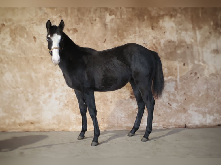 American Quarter Horse Merrie Veulen (04/2025) Schimmel in Gowarczów