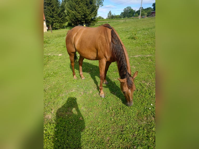 American Quarter Horse Merrie veulen (04/2024) Vos in Gajówka