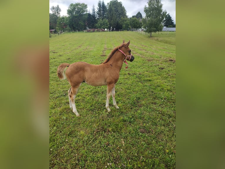 American Quarter Horse Merrie veulen (04/2024) Vos in Gajówka