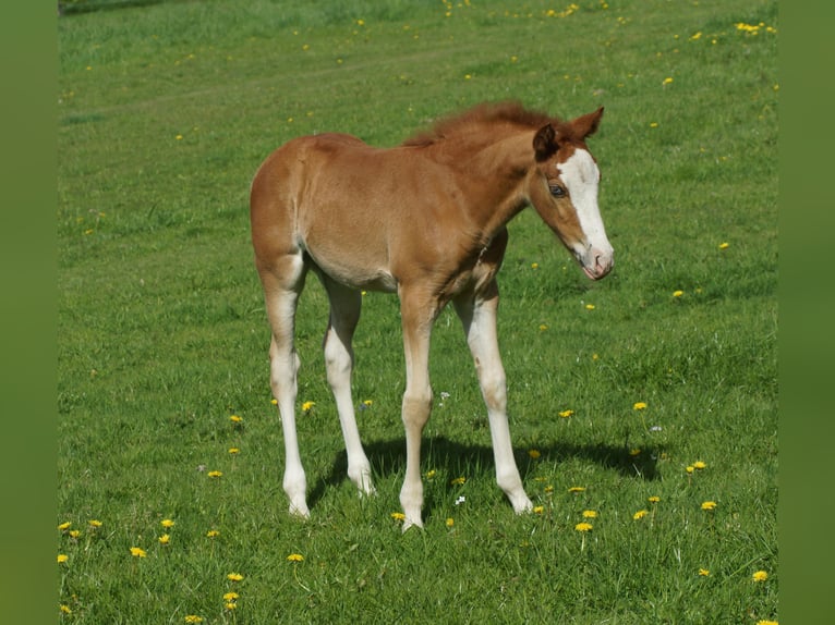 American Quarter Horse Merrie Veulen (01/2026) Vos in Linsburg
